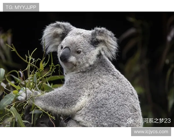 动物绰号与足球明星的奇妙结合揭示球场背后的趣味故事